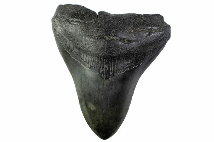 Fossil Megalodon Tooth - South Carolina #374095